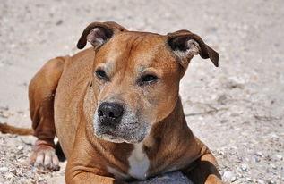 比特犬事件爆料视频,揭秘背后惊人真相 第3张 比特犬事件爆料视频,揭秘背后惊人真相 第3张